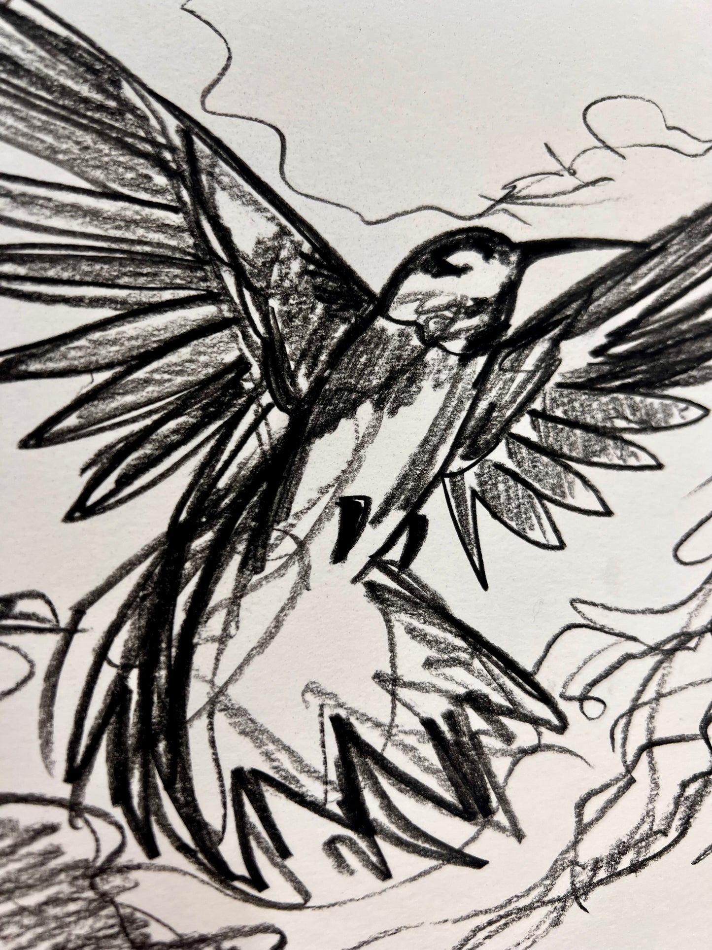 Black & White Hummingbird Sketch / Archival Paper / Sunday Collection / August 2025